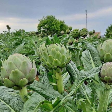 Hạt Giống Atiso Đà Lạt Bông Xanh (RADO934) 2gr