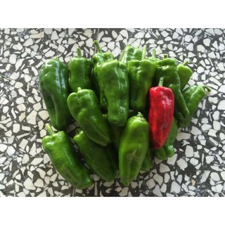 [Hạt Giống Đài Loan ] Ớt Ngọt Xanh Đài Loan (Gói lẻ 5 hạt)
