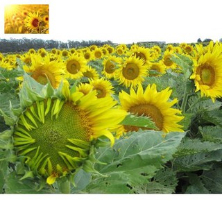 Hạt Giống Hoa Hướng Dương Khổng Lồ (20 Hạt) - MUA 3 TẶNG 1 CÙNG LOẠI
