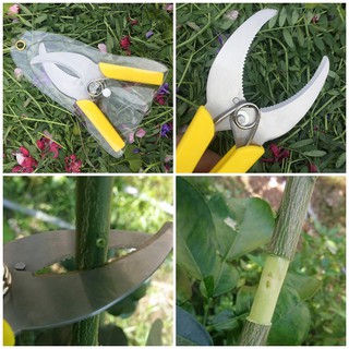 Kéo chiết cây, khoanh vỏ lưỡi răng cưa