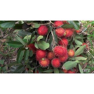 Cây Chôm Chôm Thái [ Siêu Sớm ]