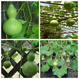 Hạt giống bầu hồ lô