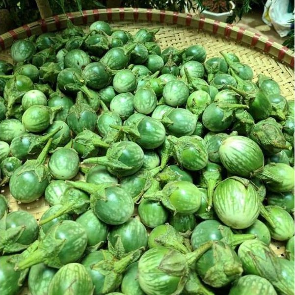 Hạt giống cà đắng Tây Nguyên bốn - Hạt giống cà đắng đồng bào Bana Tây Nguyên thuần chủng