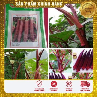 Hạt giống đậu bắp đỏ cao sản năng suất giàu dinh dưỡng gói 5 gram hạt giống