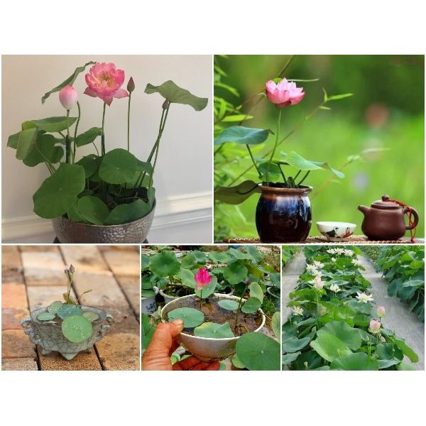 Bùn khô chuyên dùng trồng hoa sen nhật mini, trồng hoa súng, trồng rau sạch... gói 200gr - HV Store 161