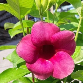 Cây quỳnh anh tím