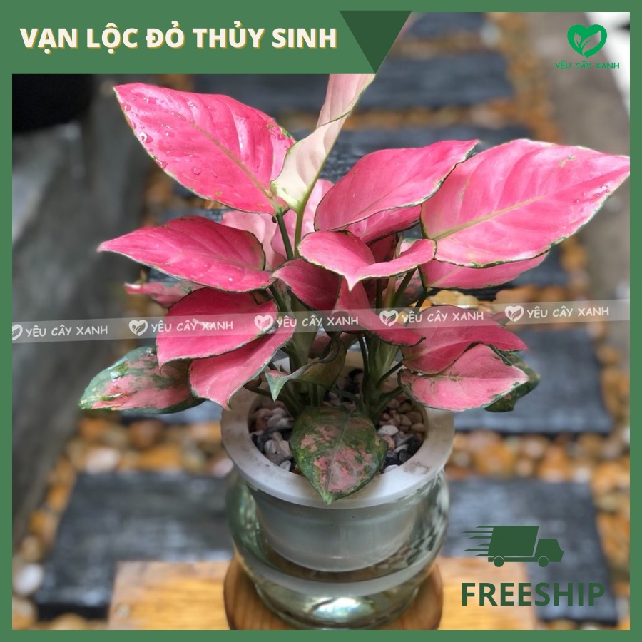 Cây Vạn Lộc Đỏ thuỷ sinh kèm chậu thuỷ tinh