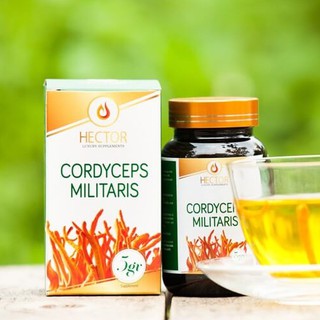 Đông trùng hạ thảo Hector dạng sợi sấy thăng hoa