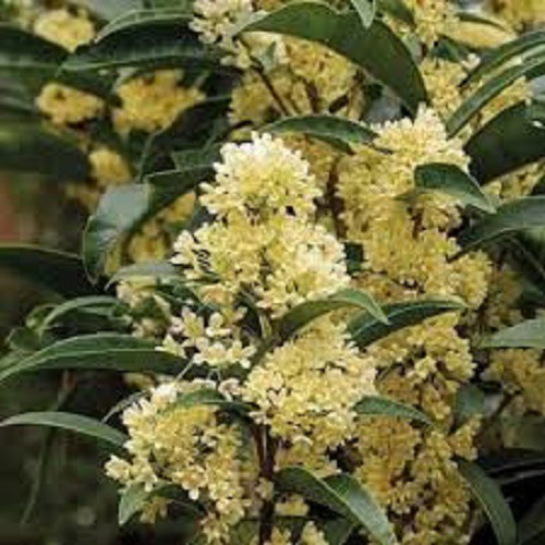Cây hoa mộc hương ta hoa vàng cao trên 1,5m