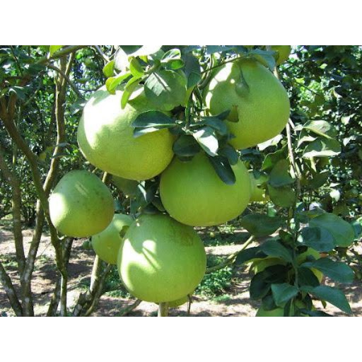 Cây giống Bưởi năm roi