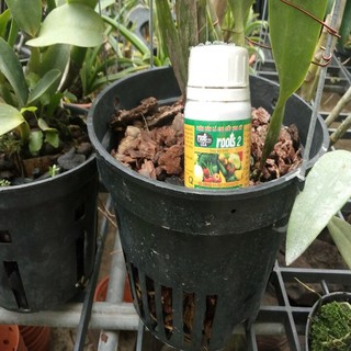 thuốc Kích rễ giải độc hoa kỳ Roots 2 100ml