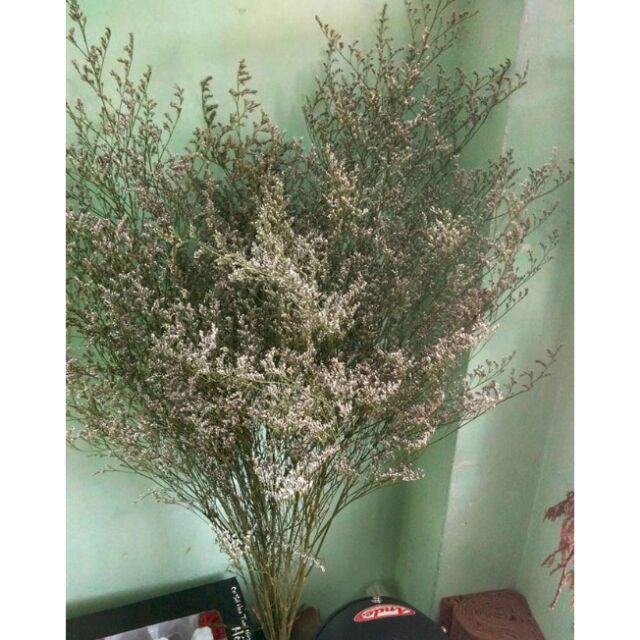 Hoa khô sao trắng