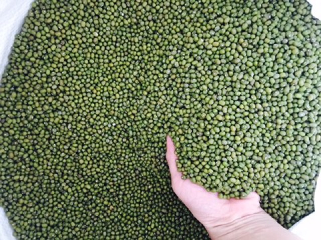 Đỗ Xanh Hạt Quê làm giá đỗ, nấu chè