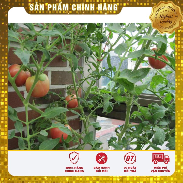 Hạt giống cà chua Aka quả to dễ trồng quanh năm - 0.2gr