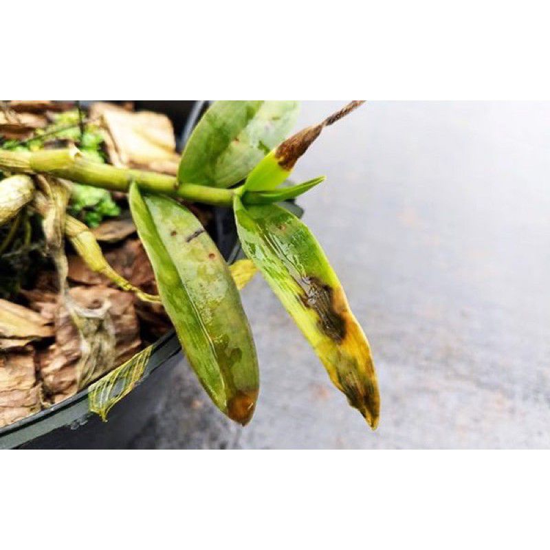 Thuốc trừ bệnh phấn trắng, ghẻ sẹo, nhện đỏ Kumulus 80WG (1kg)