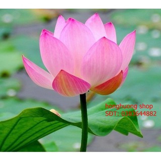 Hạt giống hoa sen lá lớn