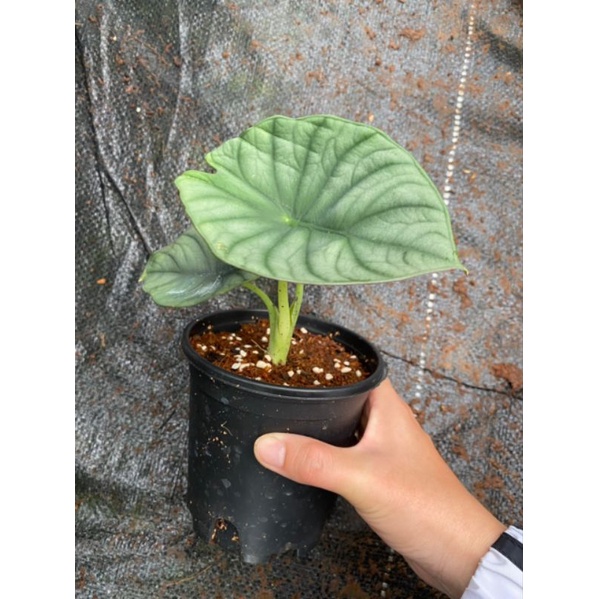 alocasia reginae - Cây con, cây có rễ khoẻ mạnh, lá cây đang up size