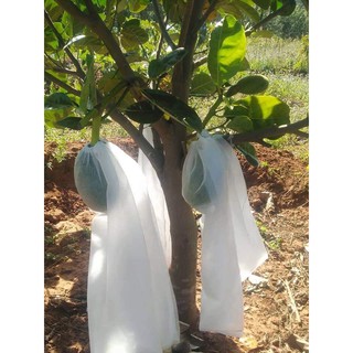 50 túi 45x60cm túi bọc mít siêu bền ánh dương