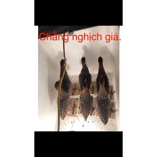 Chim Chằng nghịch giả