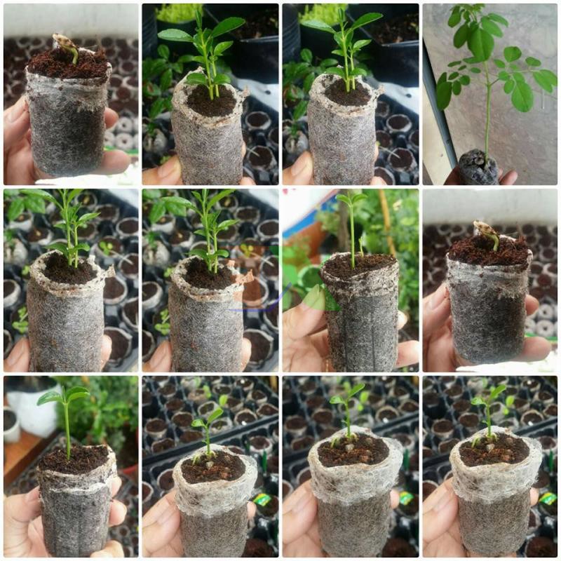Viên nén xơ dừa, hộp 100 viên, ươm hạt giống, trồng cây, ươm hạt, ươm cây giống, trồng dâu tây, nhiều số lượng