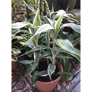 Cây phát tài sọc trắng/ cây thần tài Mỹ