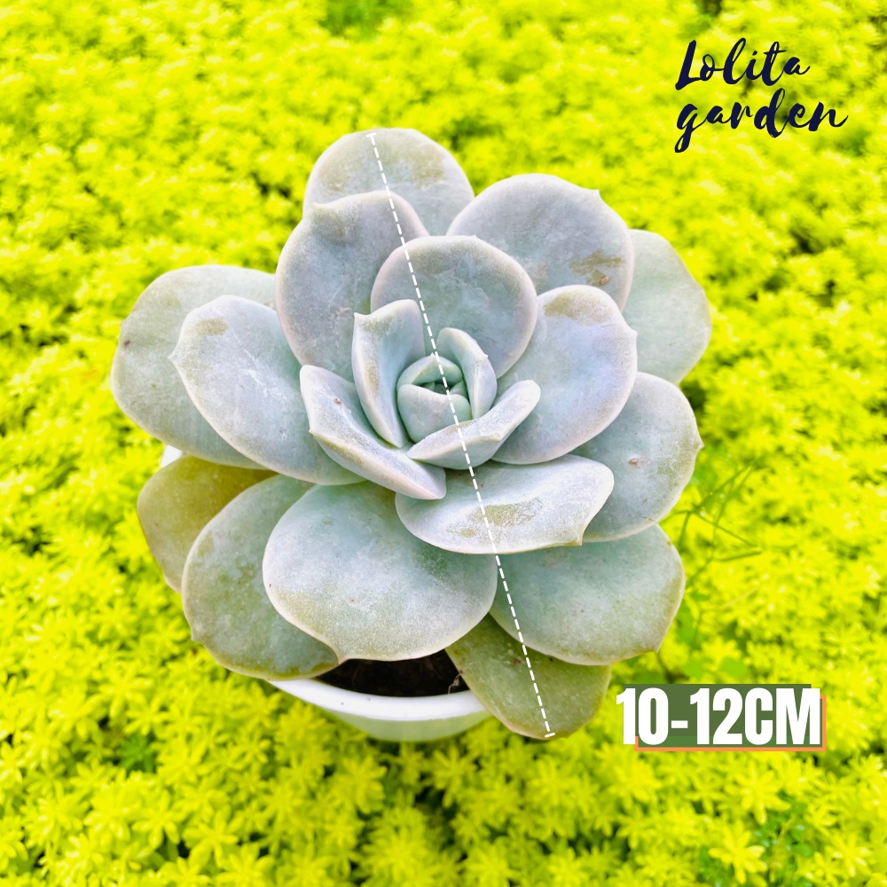 Sen đá hoa hồng hà lan lá lớn Đà Lạt size trung bình cây cảnh trang trí nhà cửa Lolita garden