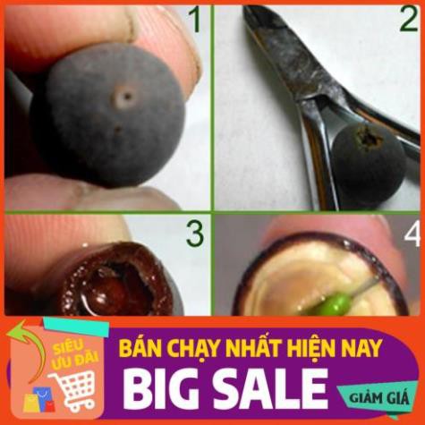 [Chất lượng cao] [Hàng chuẩn] [Free ship] SEN CUNG ĐÌNH (SEN BÁCH HỢP) - gói 5 hạt 2 màu