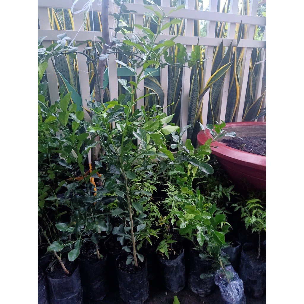 cây chúc/chanh thái an giang cao khoảng 50cm