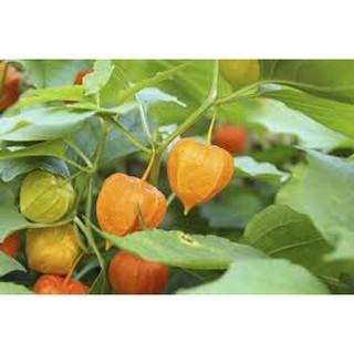 Hạt giống cây ANH ĐÀO ĐẤT (50H)