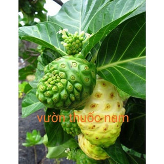 Lá nhàu tươi vườn nhà oganic lá to sạch tươi