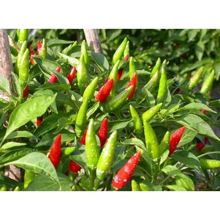 Hạt giống Ớt chỉ thiên