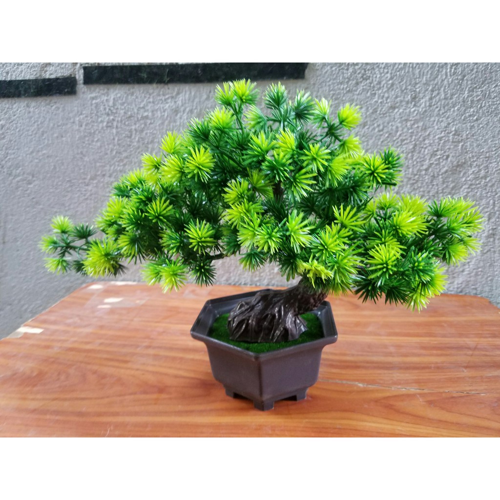 Chậu cây bonsai trang trí tết