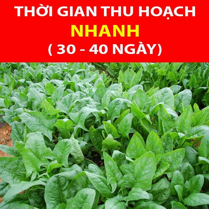 20GR Hạt Giống Cải Bó Xôi F1 Giàu Dinh Dưỡng