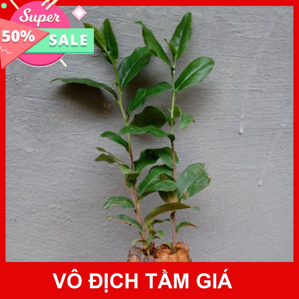 Giống Chuẩn CÂY TRÈ XANH UỐNG NƯỚC