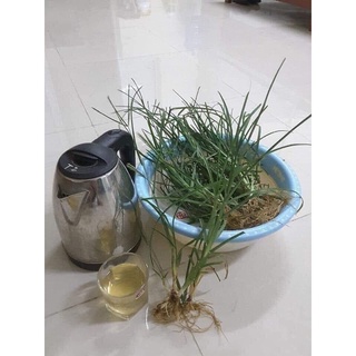 cỏ mần trầu tưoi