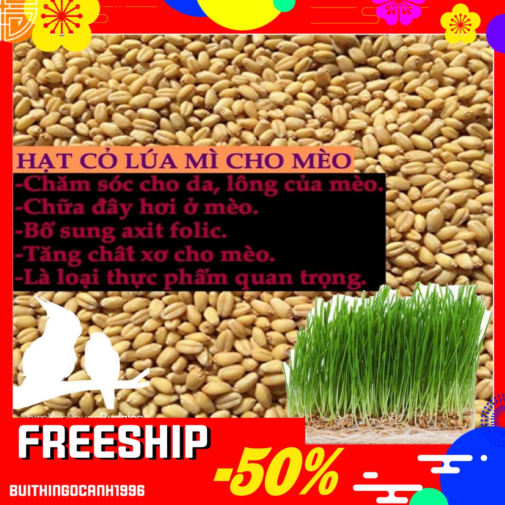 [Mã 66FMCGSALE hoàn 8% đơn 500K] 🎭🤹🏼‍♂️(50g) HẠT GIỐNG CỎ MÈO TƯƠI NGON BỔ DƯỠNG🎗🏵