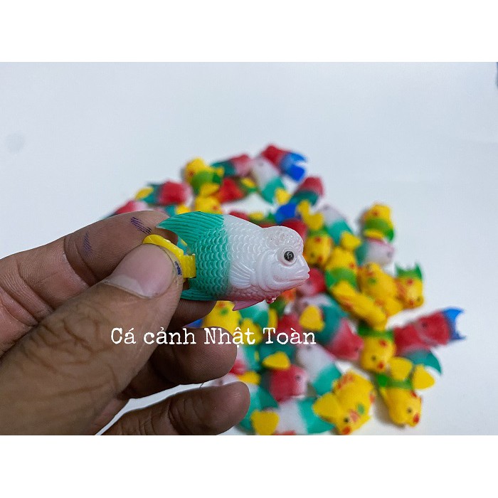 CÁ LA HÁN GIẢ NHỎ LÀM CÁ KÈ CHO LA HÁN