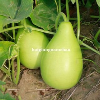 5H - HẠT GIỐNG BẦU TRÒN