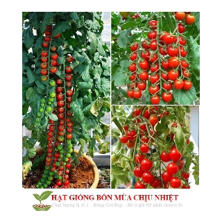 Gói 30 hạt giống cà chua chuỗi ngọc Hạt Giống Cà Chua Bi Chùm Đỏ Chuỗi