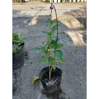 5 Cây cỏ đuôi chuột