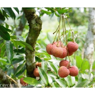 Cây giống vải thiều cho trái siêu sớm