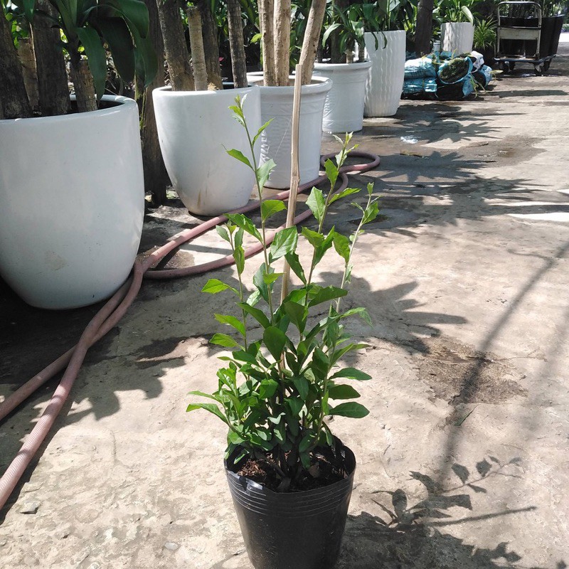 Cây cúc tần Ấn Độ leo giàn dài 25cm, thân rủ tạo bóng mát che phủ ngôi nhà, cửa hàng, trồng sân thượng và ban công