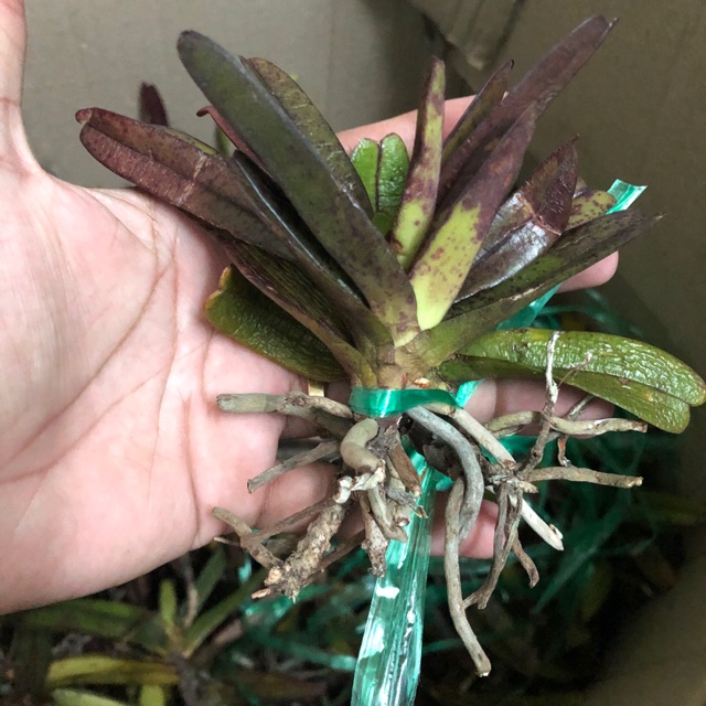 quế tím bó 5 cây giống 25k