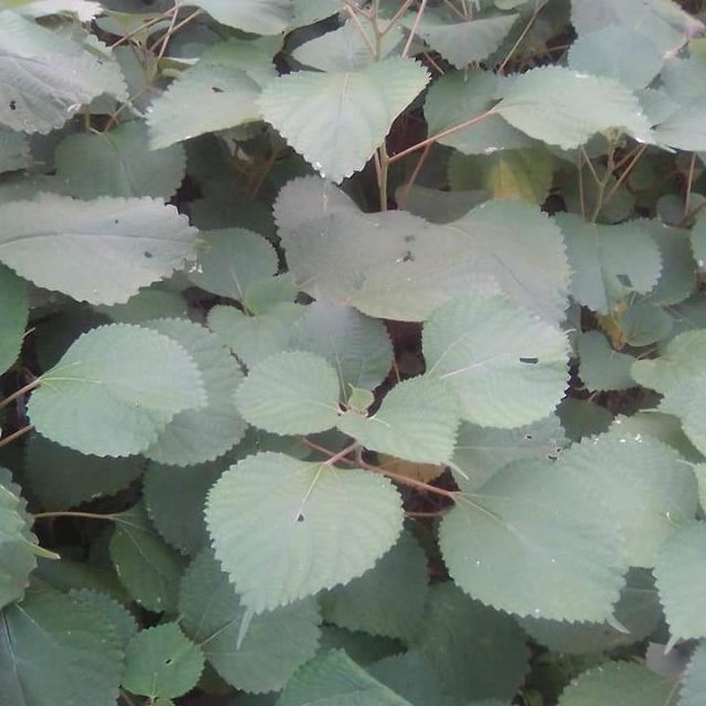 Lá gai khô nguyên liệu làm bánh 500g