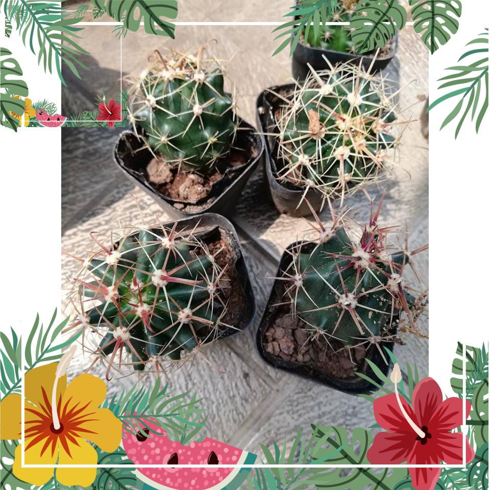 Green Garden -- Xương rồng Fero mỹ gai đỏ  o.Ô >< .