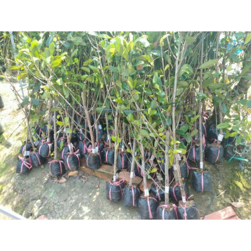 Cây giống Cà Na Thái