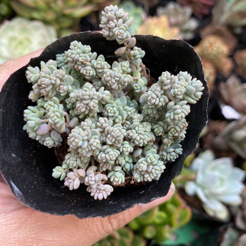 SEN ĐÁ SEDUM HOA HỒNG MINI 🌵FREESHIP 🔥 ĐÃ THUẦN XỨ NÓNG 🌟SIU CUTE CHUẨN SIZE BẦU 🌟