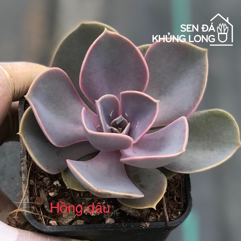 sen đá Hồng Dâu - echeveria purple