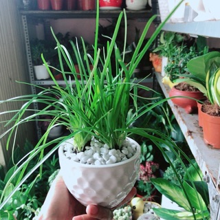 Chậu Cây Tóc Tiên