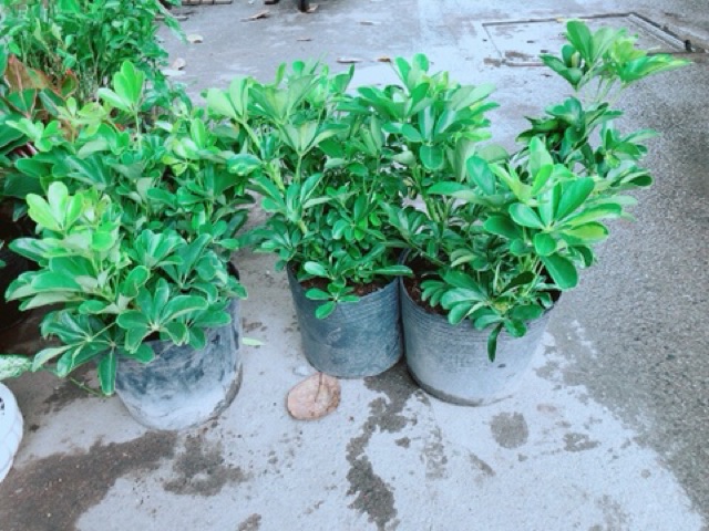 Ngũ Gia Bì Size Đại